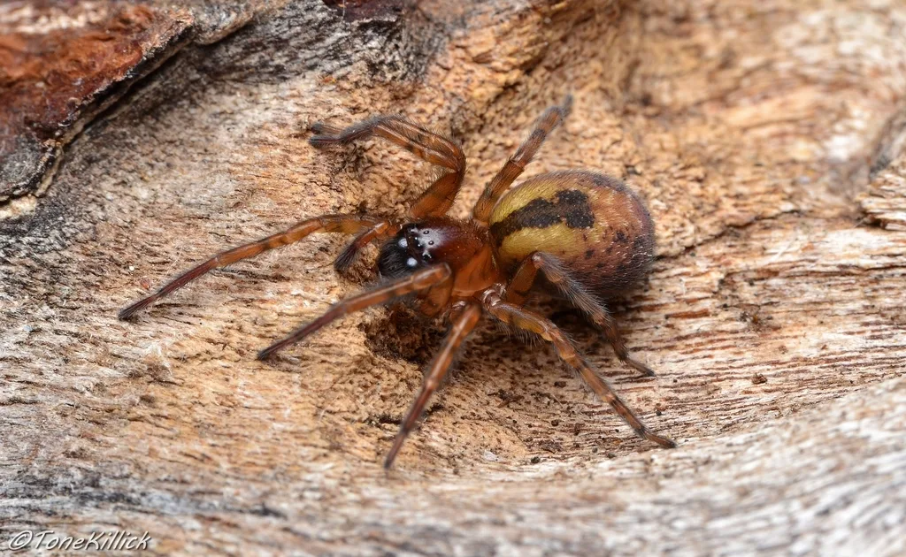 Amaurobius fenestralis