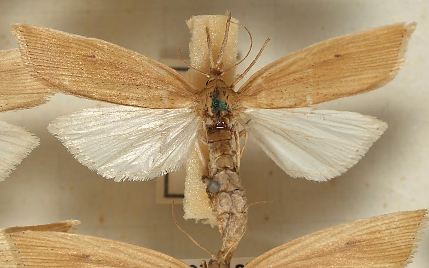 Chilo phragmitella