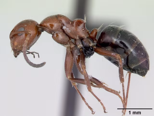 Camponotus lateralis