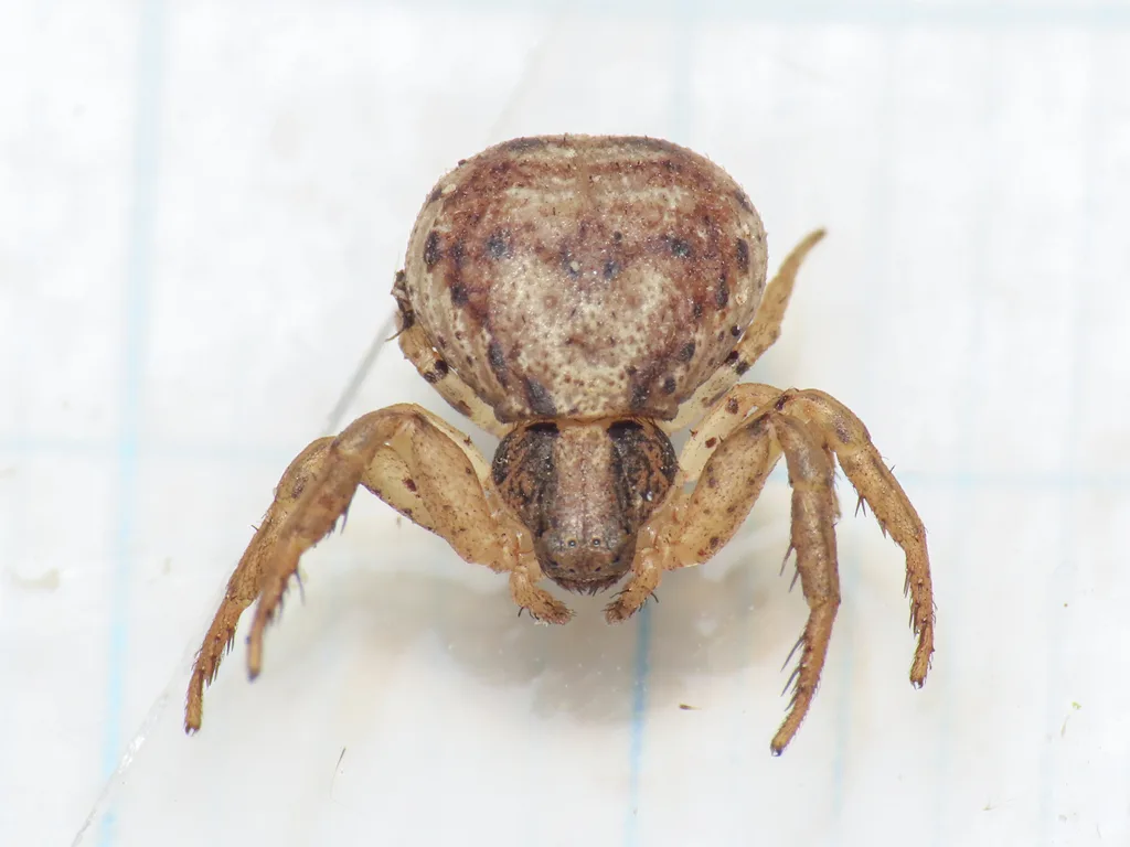 Ozyptila atomaria