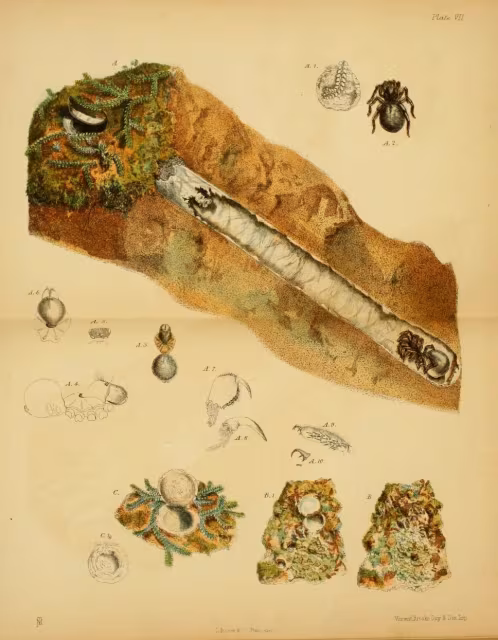 Cteniza moggridgei