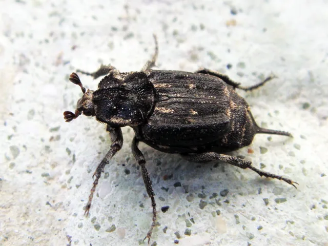 Scarabeo dai puntini