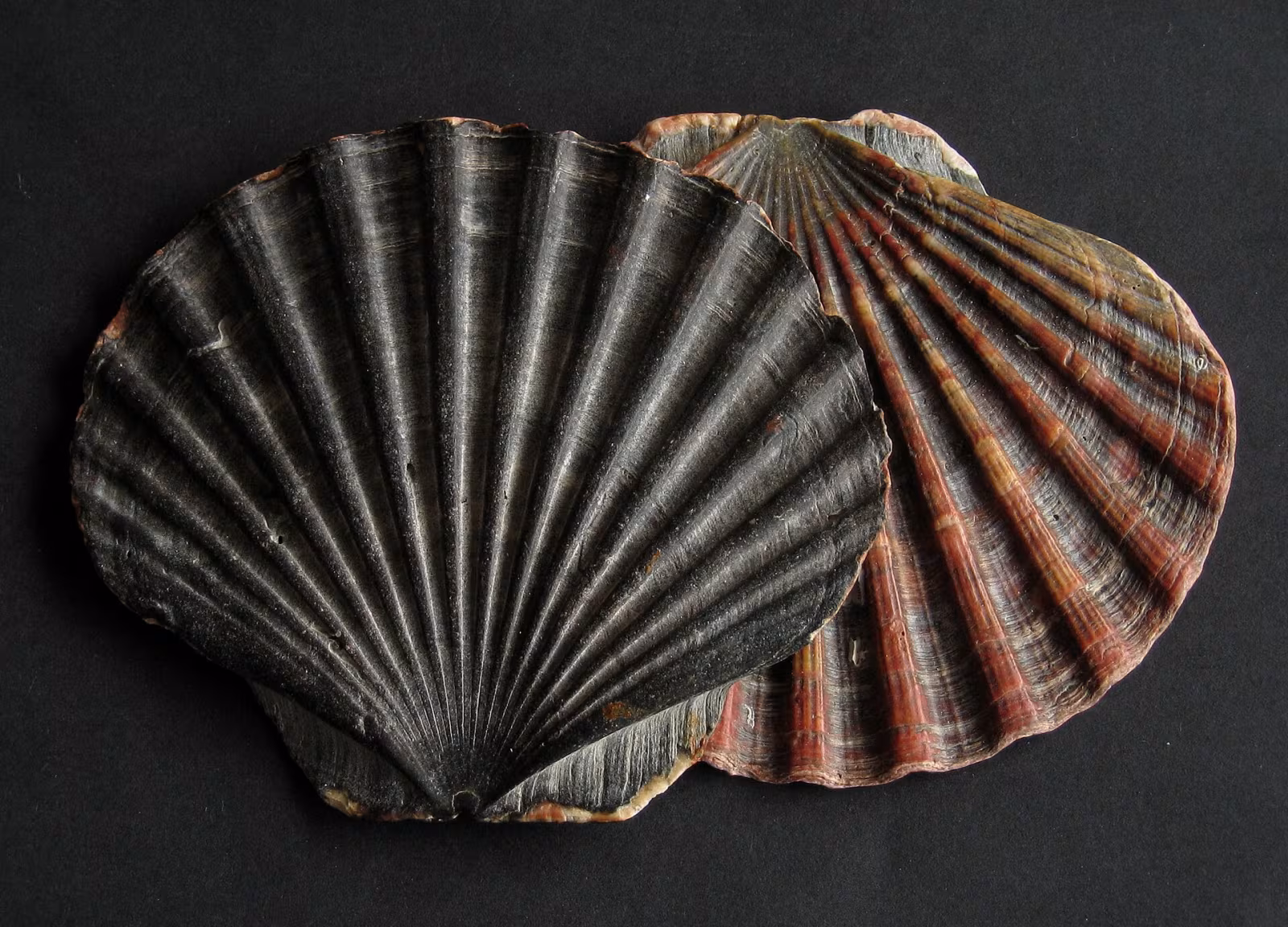 Cappasanta atlantica