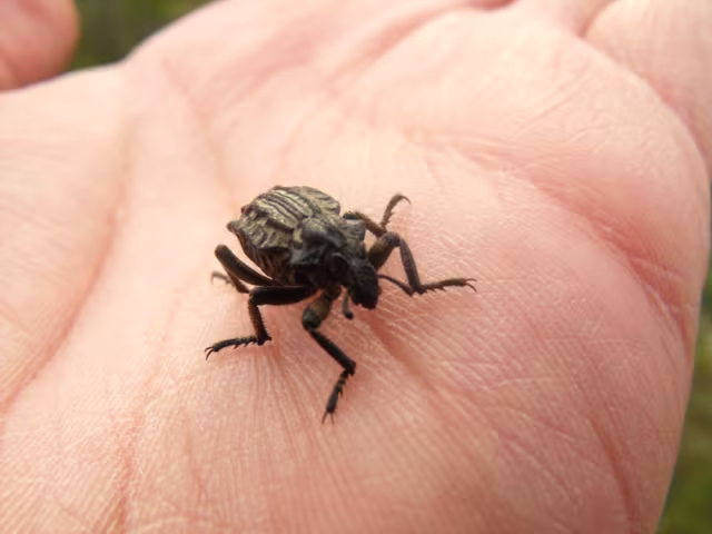 Brachycerus undatus