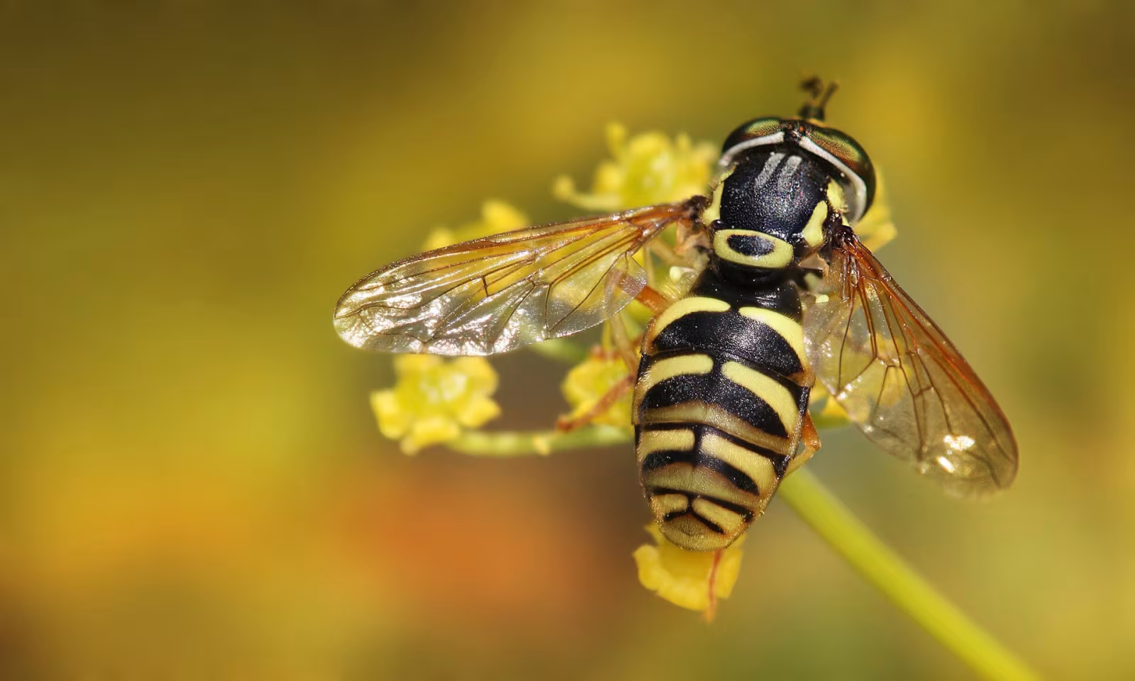 Mosca vespa comune