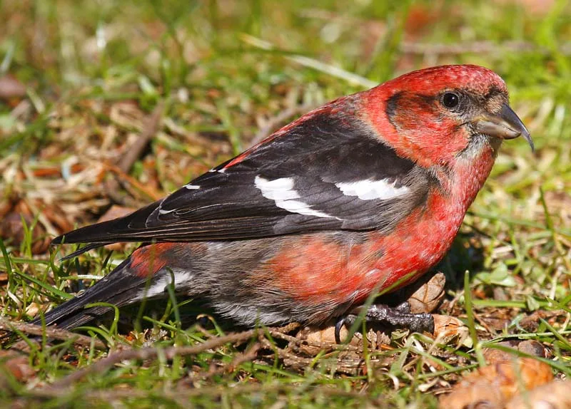 Crociere fasciato