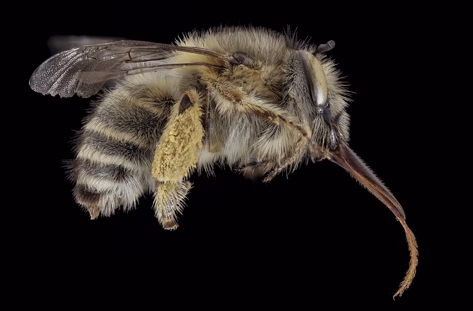 Anthophora crinipes