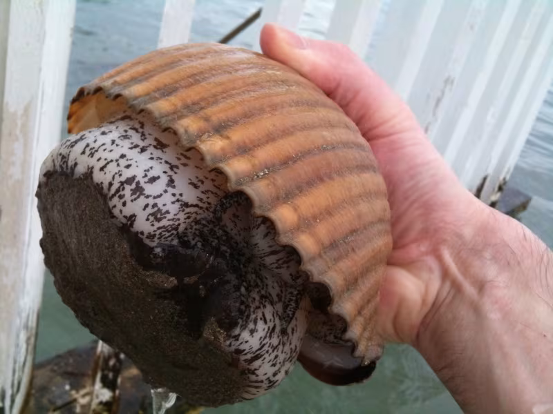 Doglio