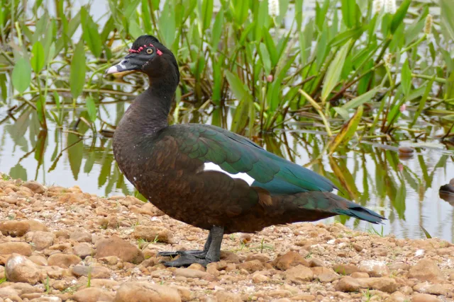 Anatra muta
