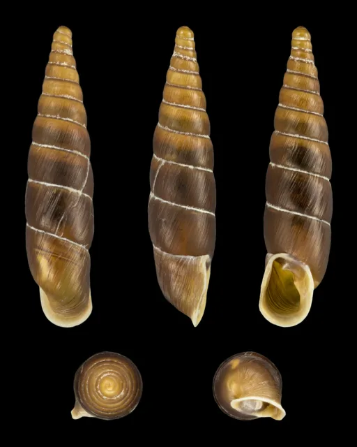 Charpentieria stenzii