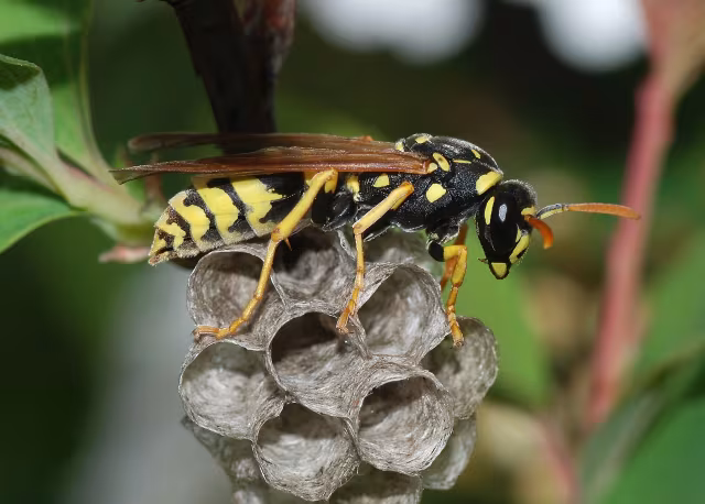 Vespa cartonaia