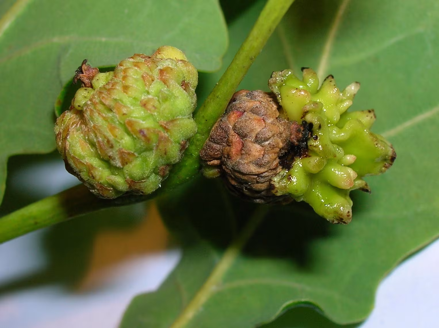 Andricus grossulariae