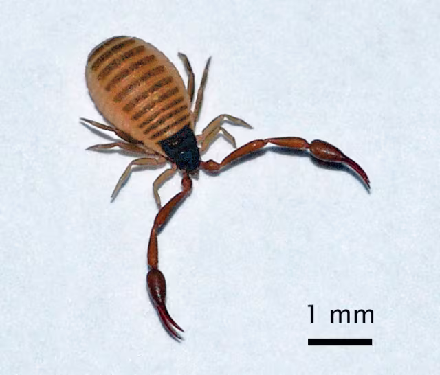 Chelifer cancroides