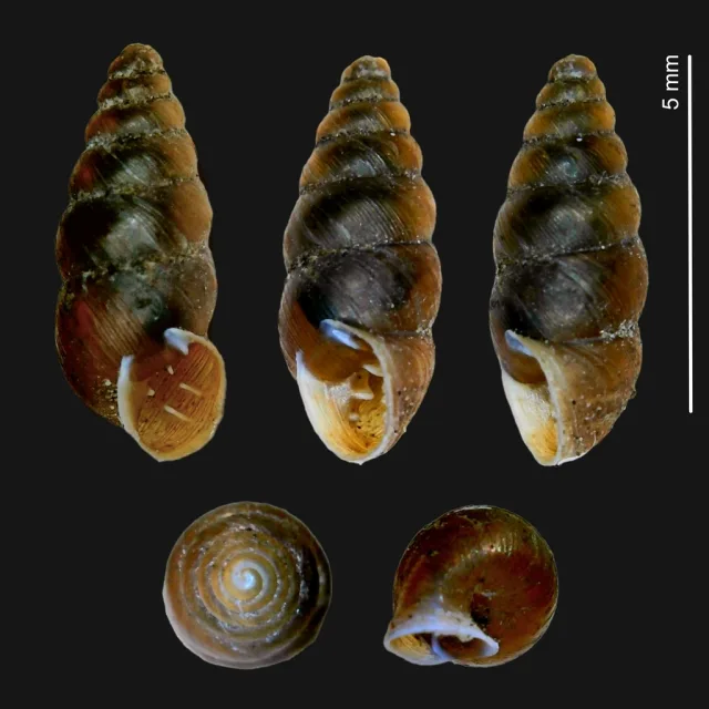 Chondrina feneriensis