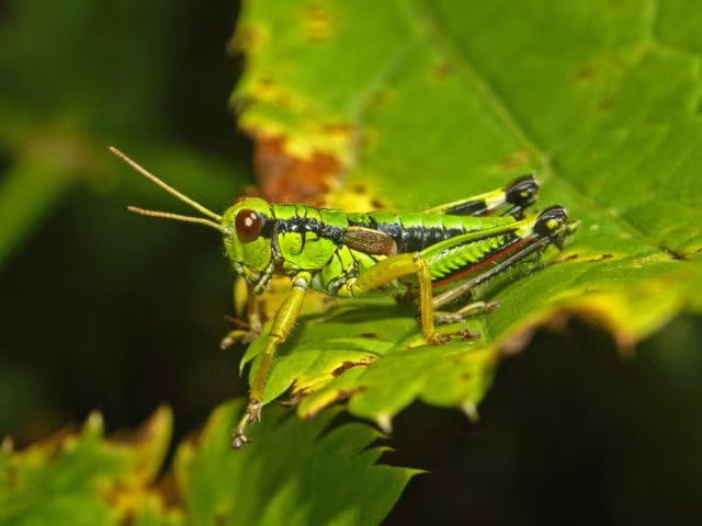 Cavalletta verde di montagna