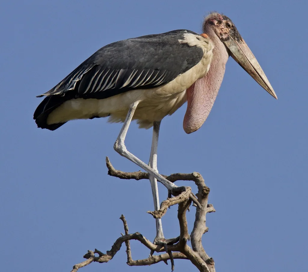 Marabù africano