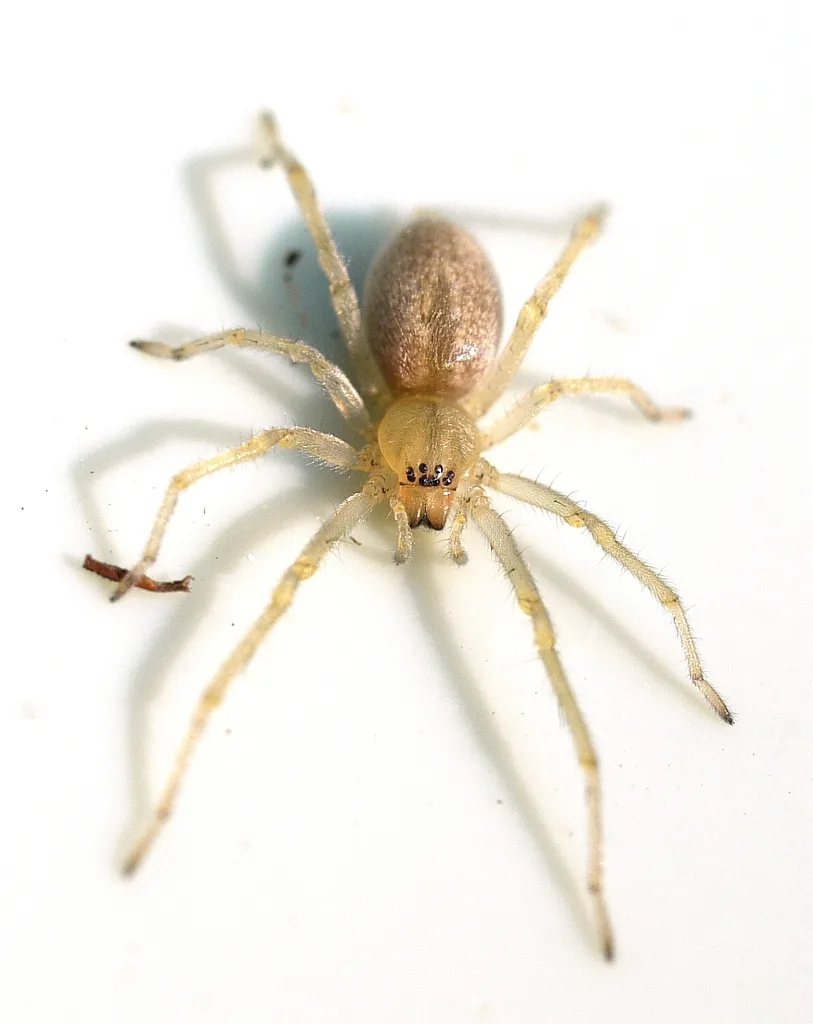 Cheiracanthium inclusum