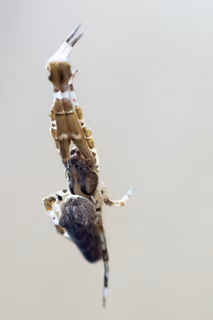 Uloboride