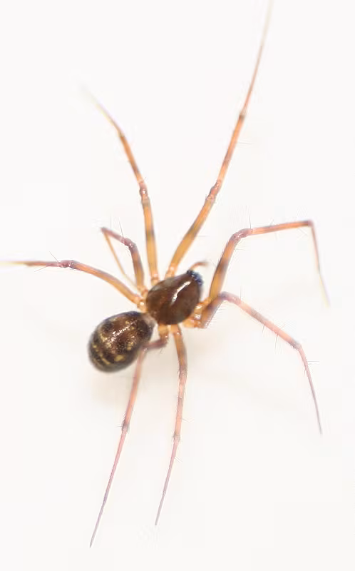 Lepthyphantes leprosus
