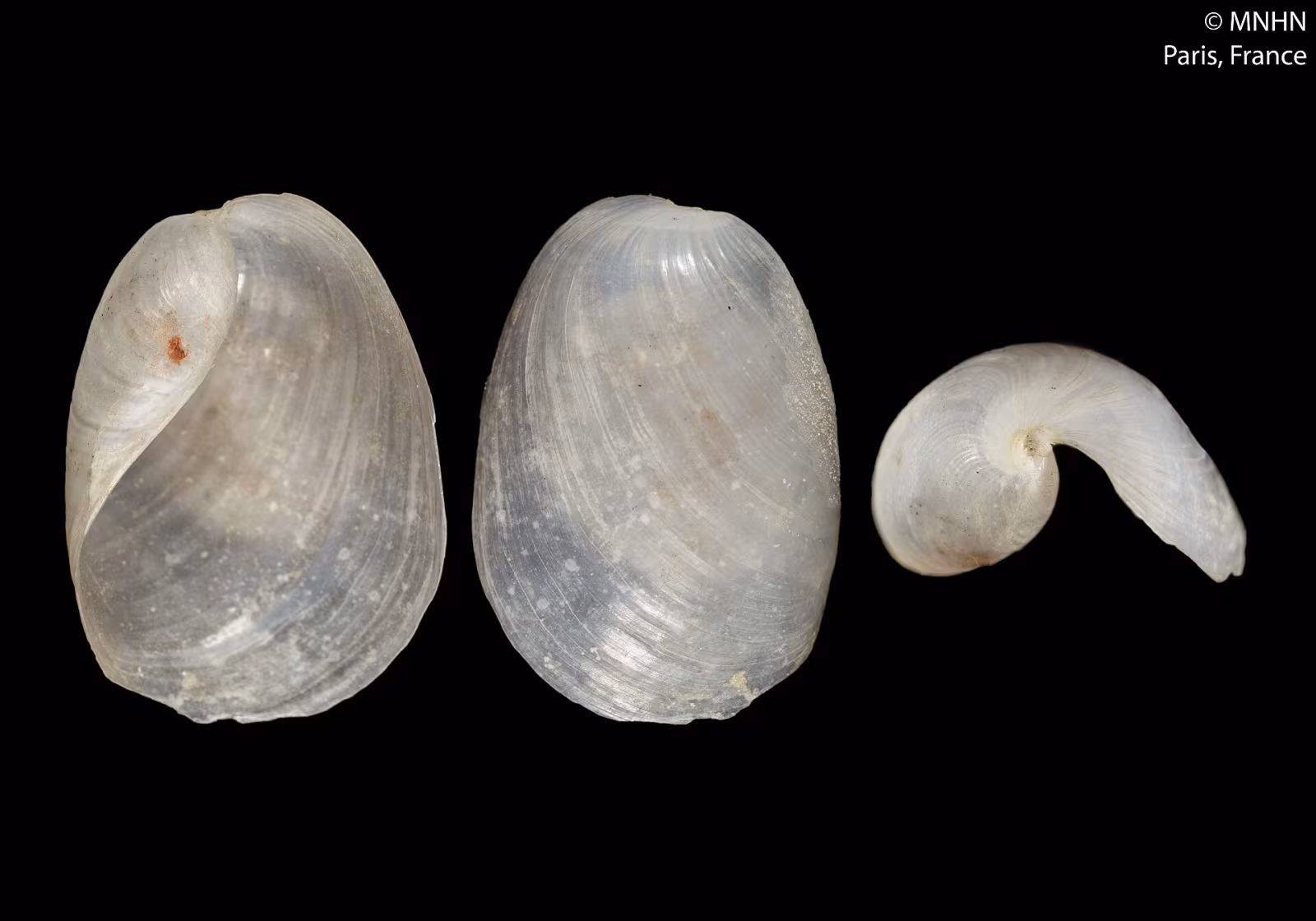 Philine quadripartita
