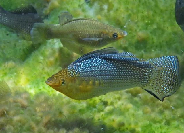 Poecilia velifera