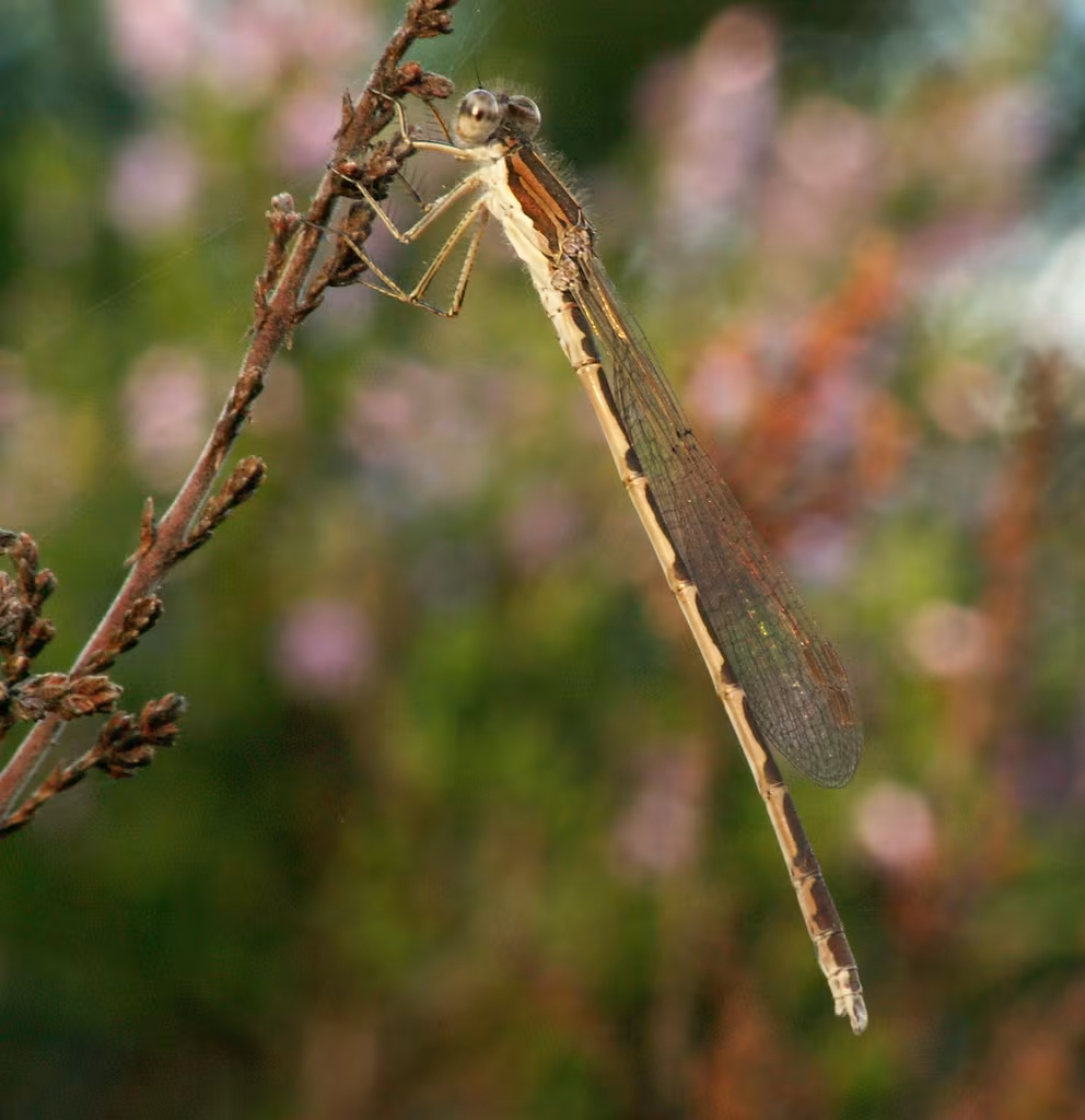 Invernina comune