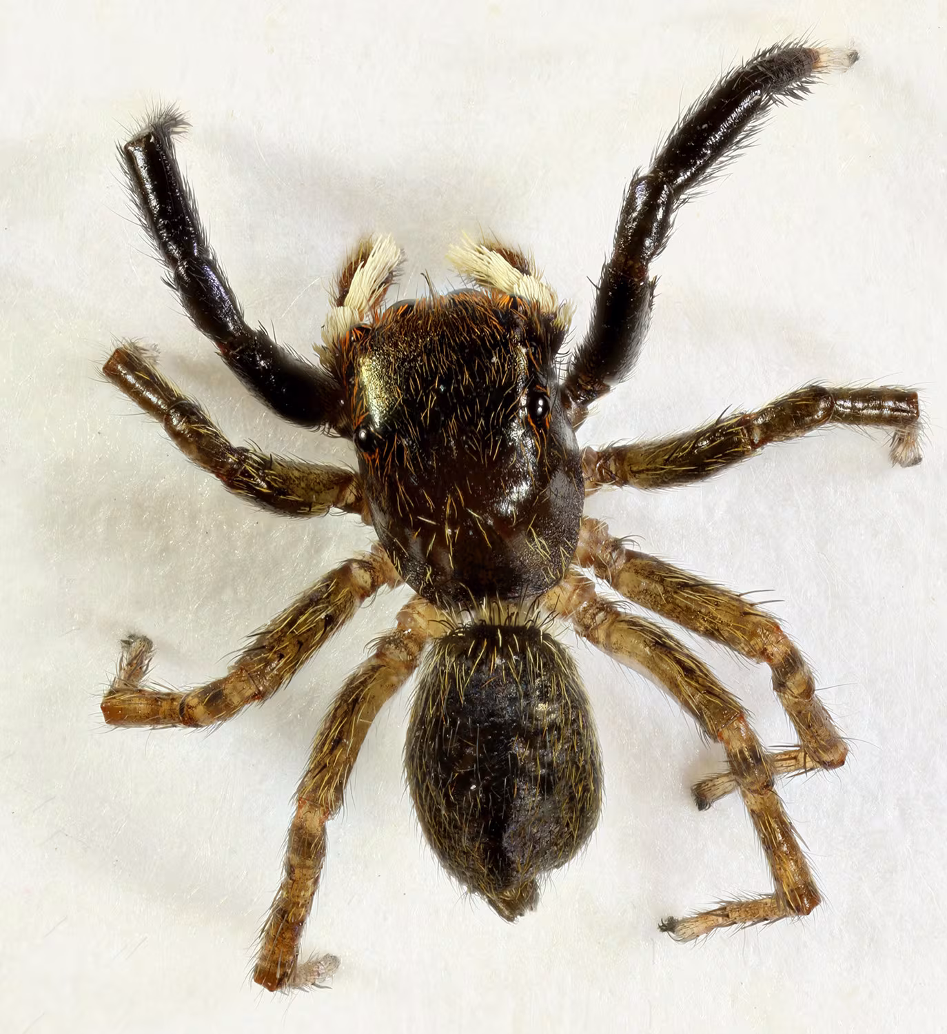 Euophrys frontalis