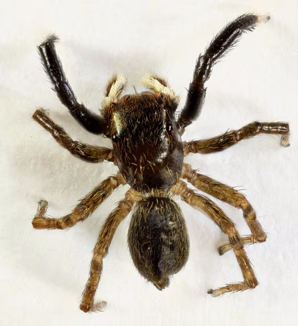 Euophrys frontalis