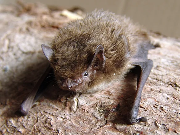 pipistrello di Nathusius
