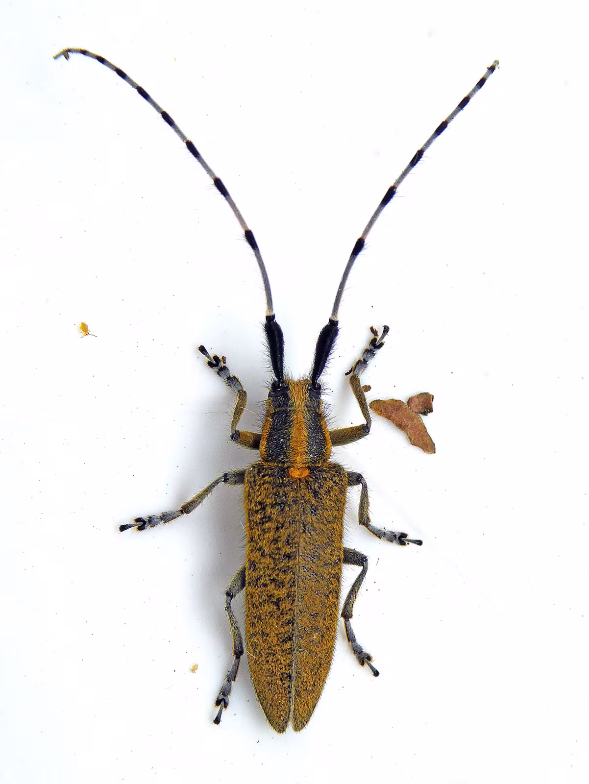 Agapanthia villosoviridescens