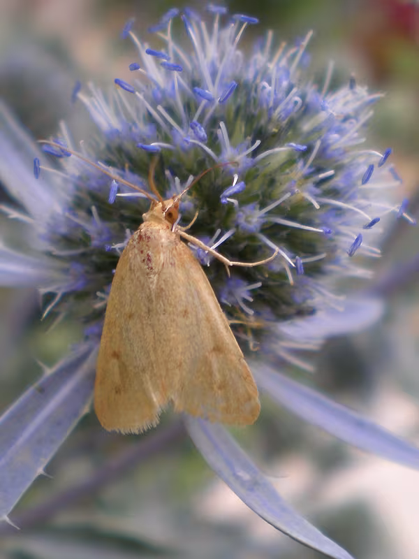 Achyra nudalis
