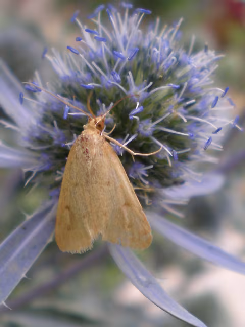 Achyra nudalis