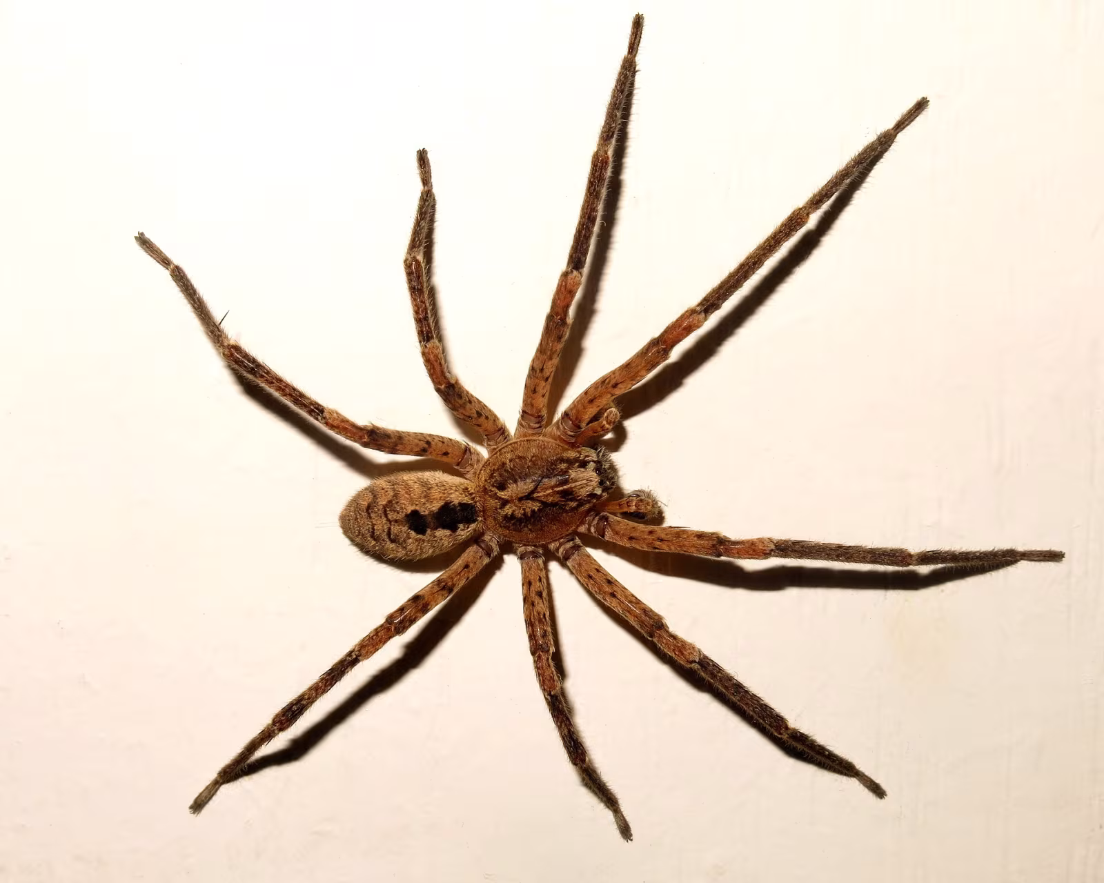 Falsa licosa