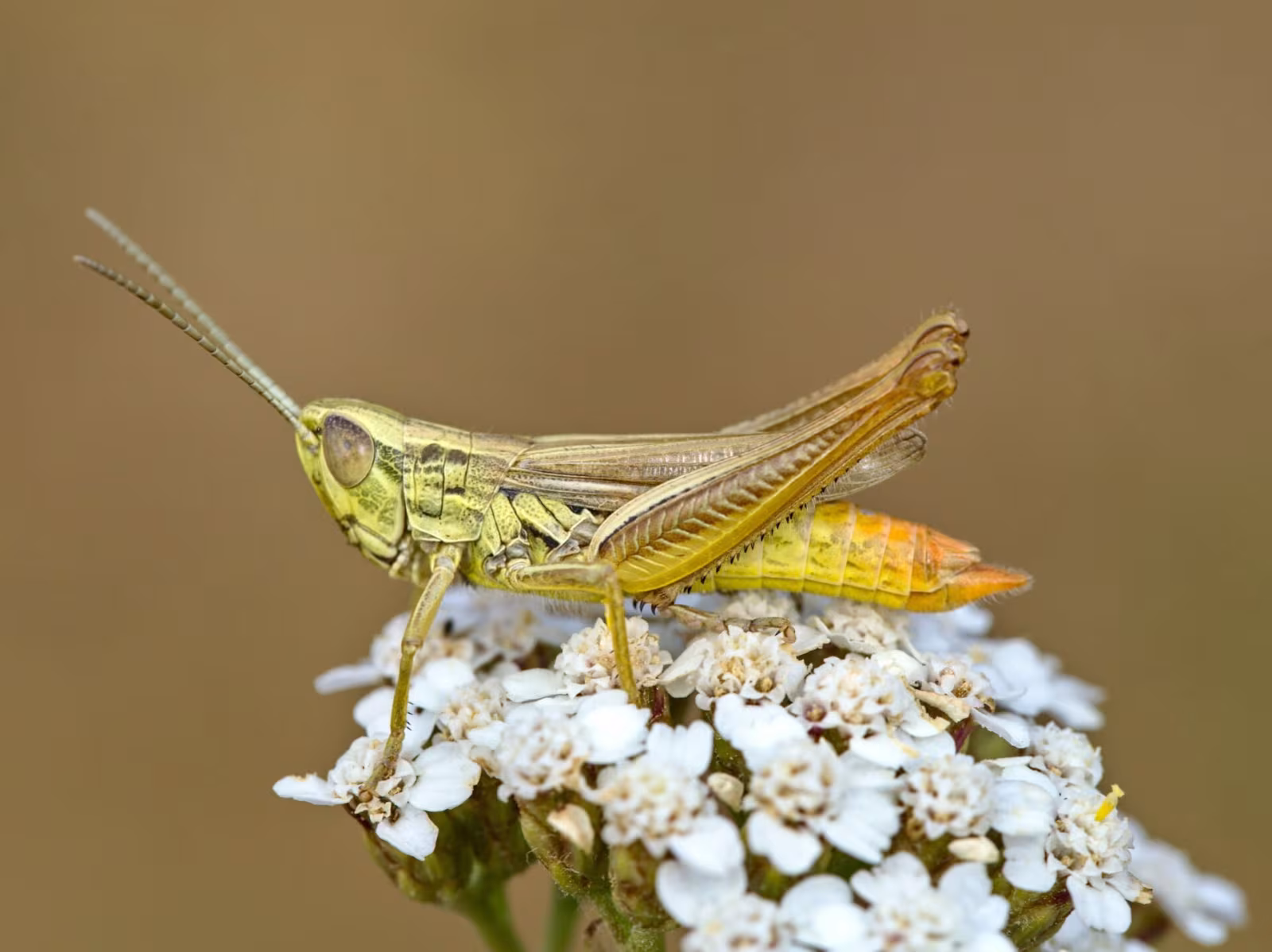 Cortippo paglierino