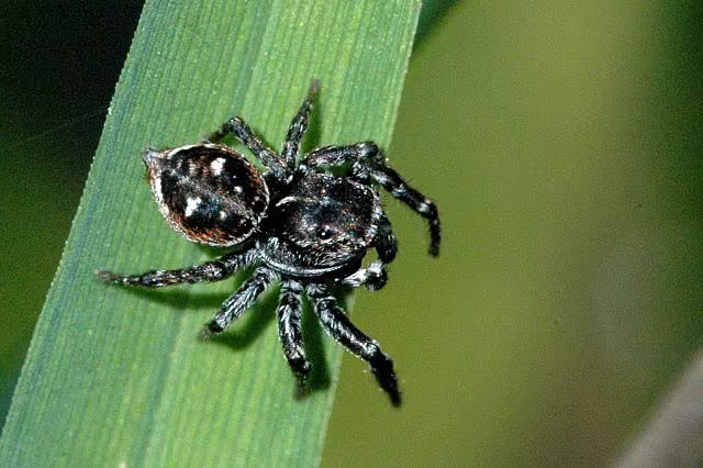 Attulus floricola