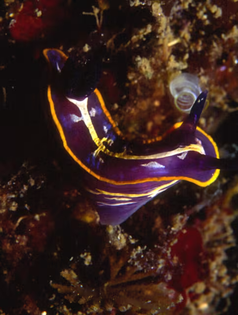 Felimare fontandraui