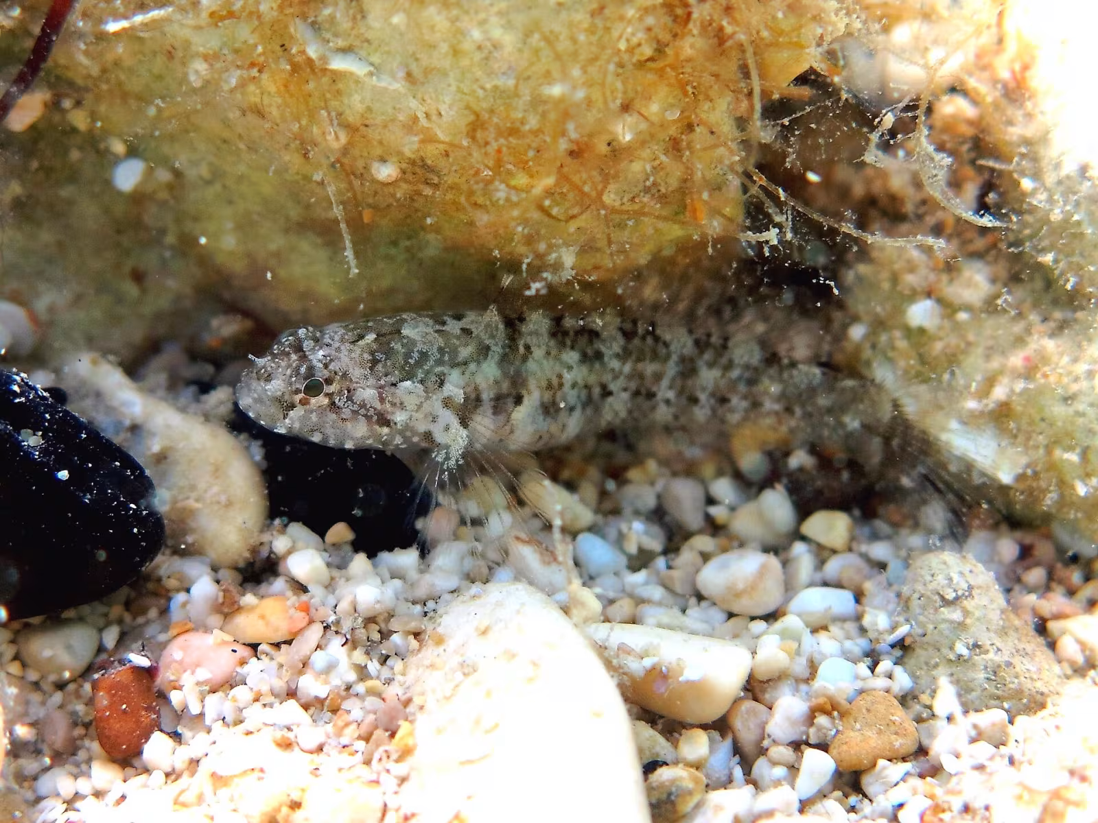 Ghiozzetto testa grossa