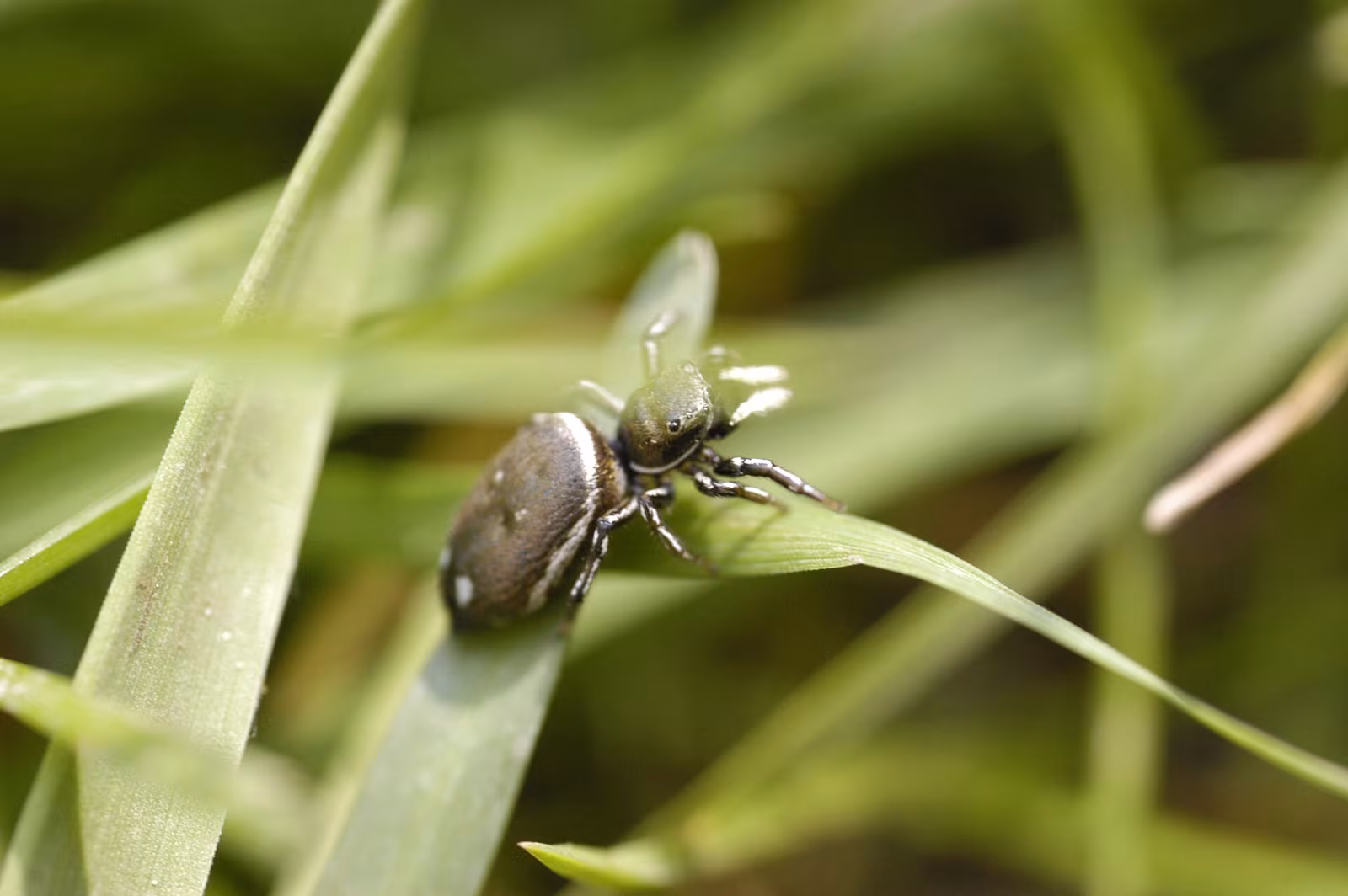 Heliophanus aeneus