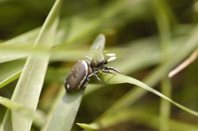 Heliophanus aeneus