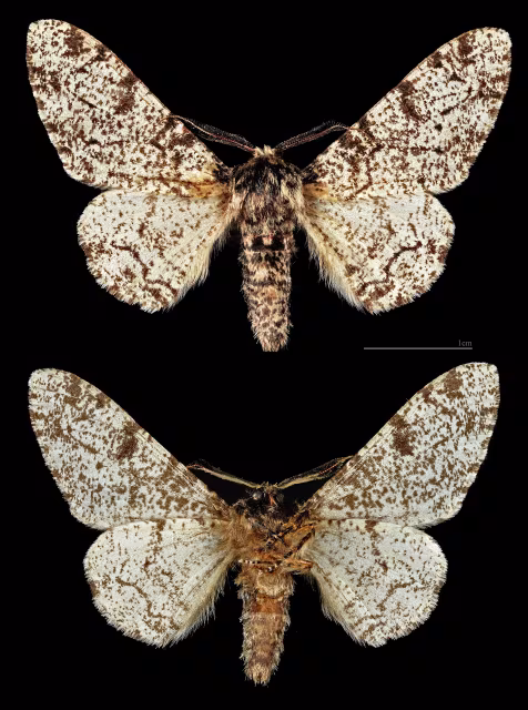 Farfalla punteggiata delle betulle