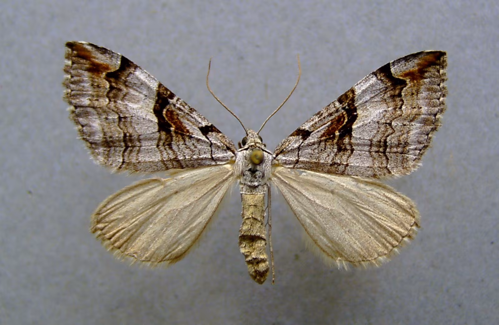 Aplocera praeformata