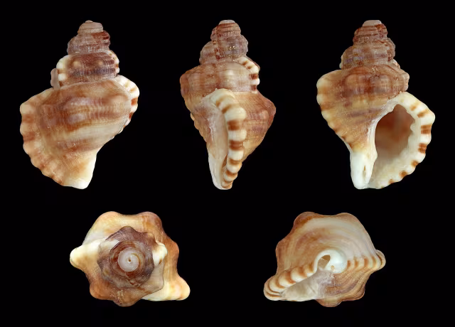 Cabestana cutacea
