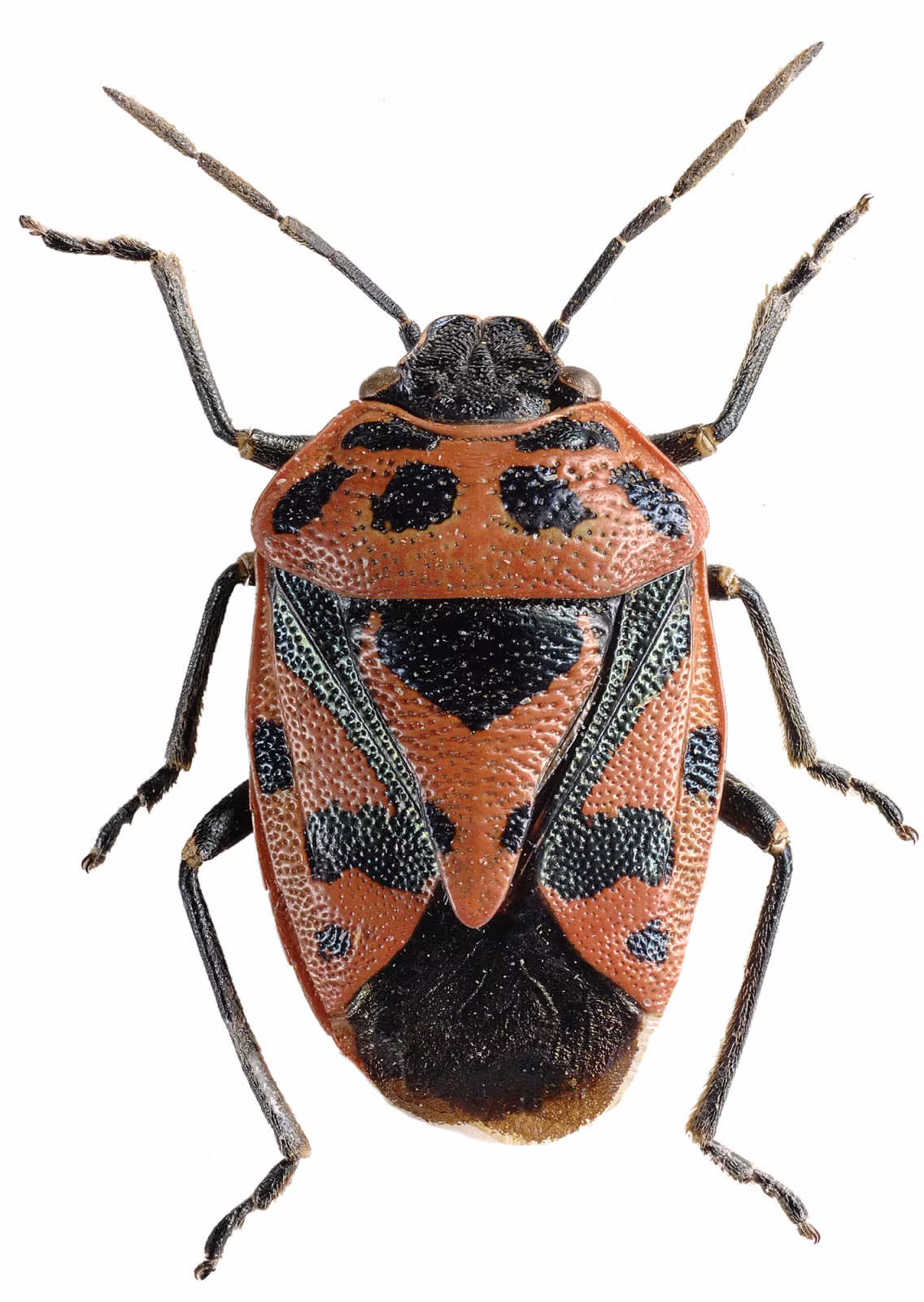Cimice ornata