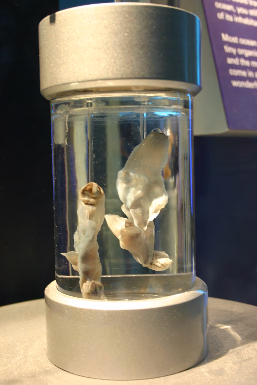 Carinaria lamarckii
