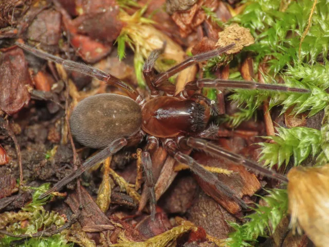 Amaurobius pesarinii