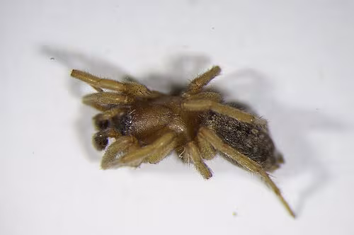 Haplodrassus dalmatensis