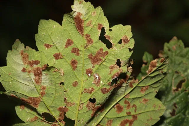 Aceria pseudoplatani
