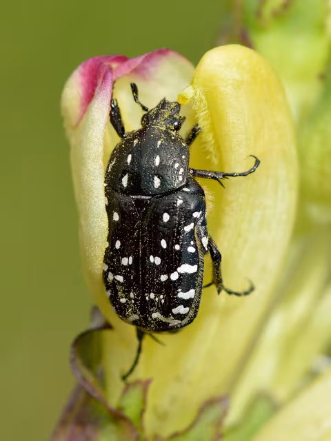 Cetoniella