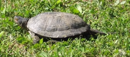 Testuggine palustre siciliana