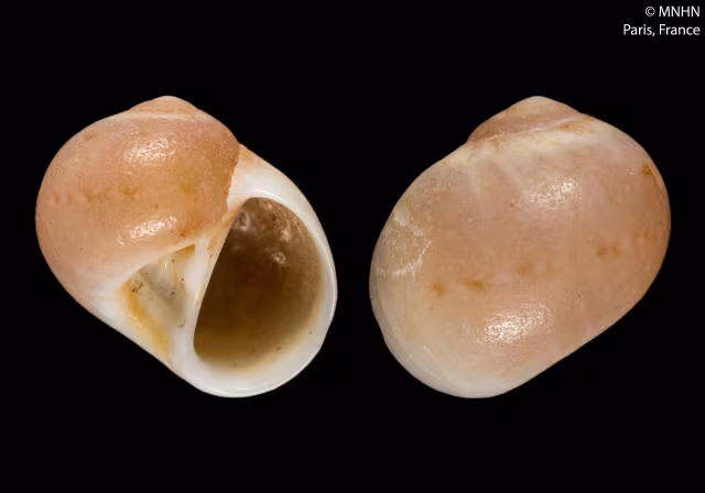 Euspira guilleminii